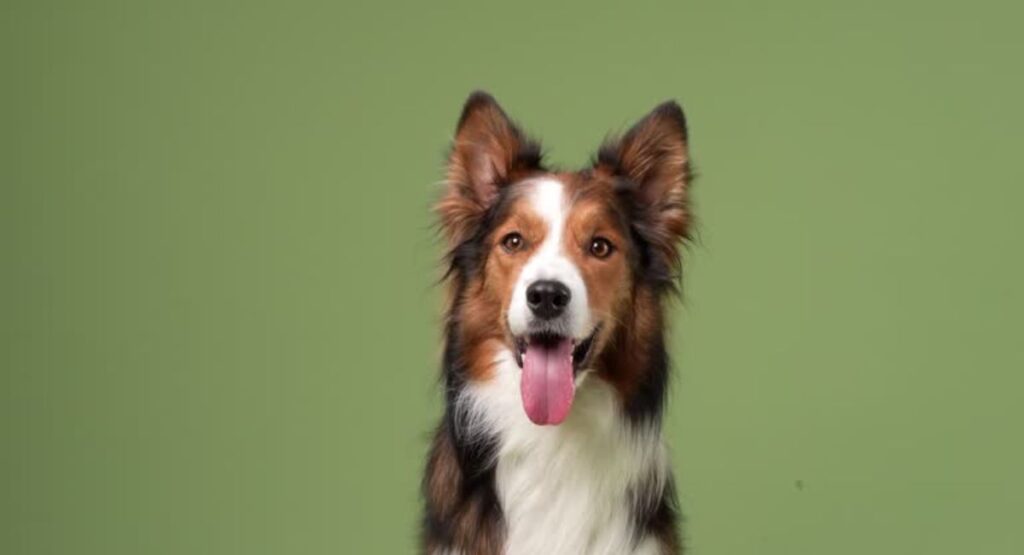 5 Safe Ways to Give Your Dog More Space