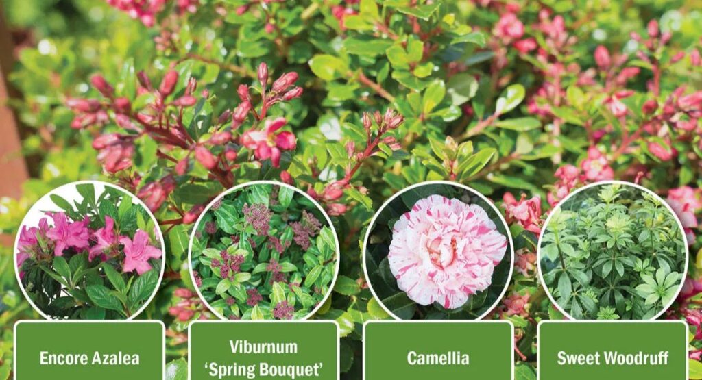 Best Companion Plants for Viburnum