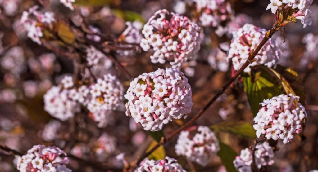 Seasonal Favorites and Winter-Blooming Viburnum