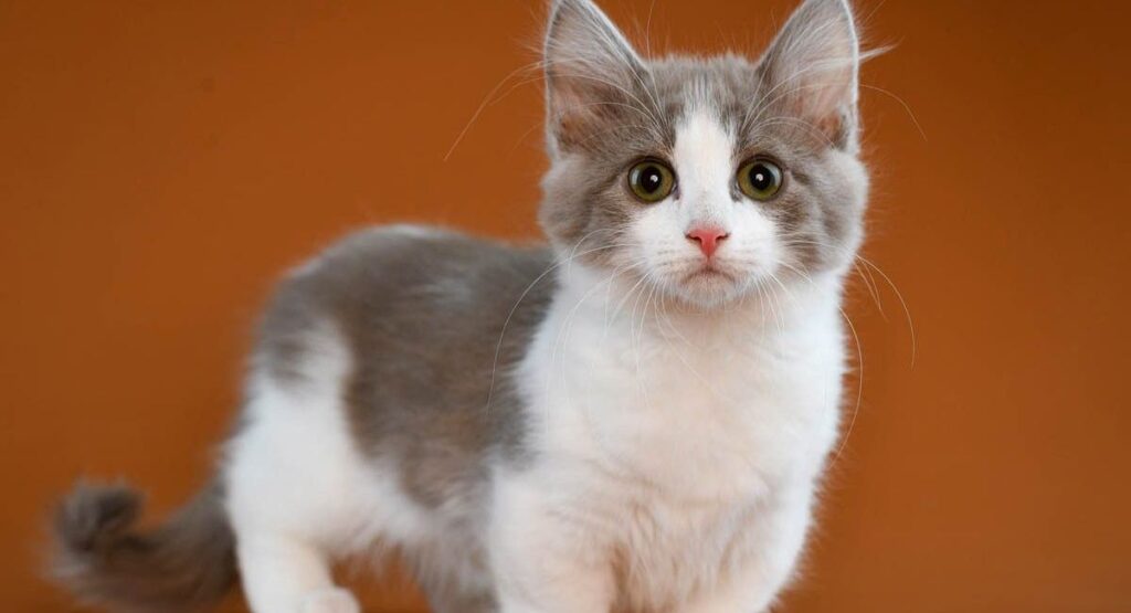 The Distinctive Charmer: Munchkin Cat