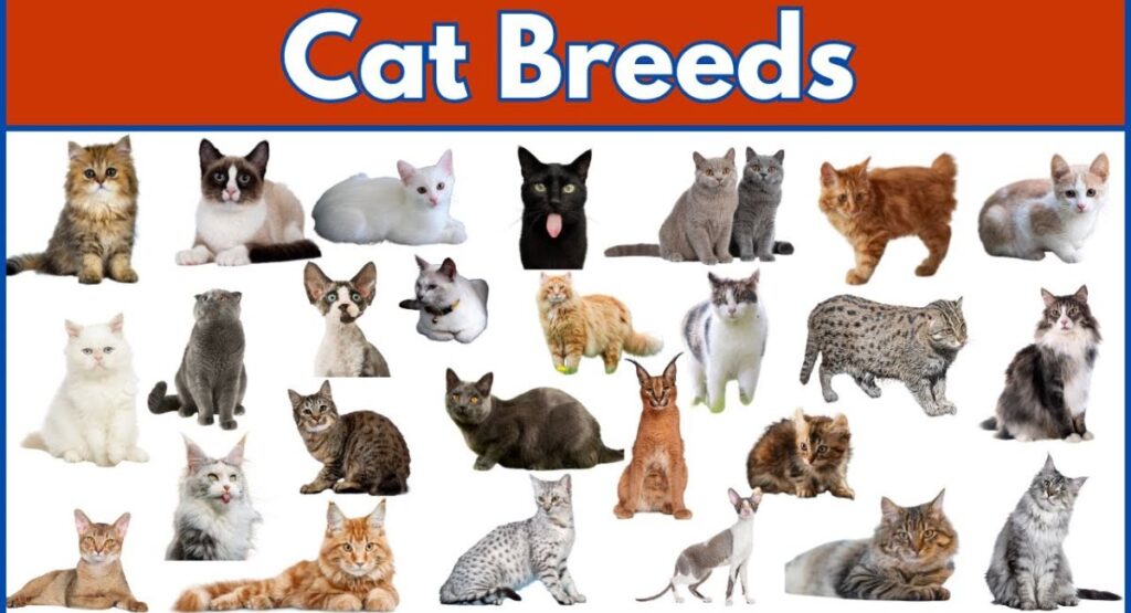 Top 10 Smallest Cat Breeds