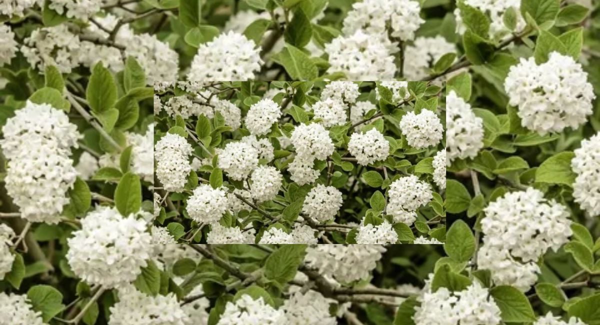 Types of viburnum for gardens and floral decorations