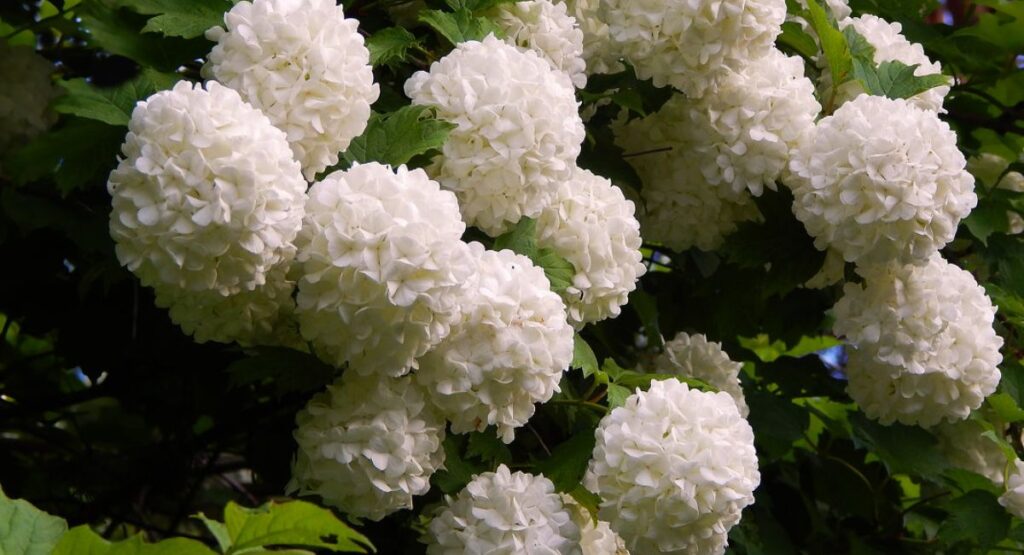 Viburnum opulus (Guelder Rose / Snowball)
