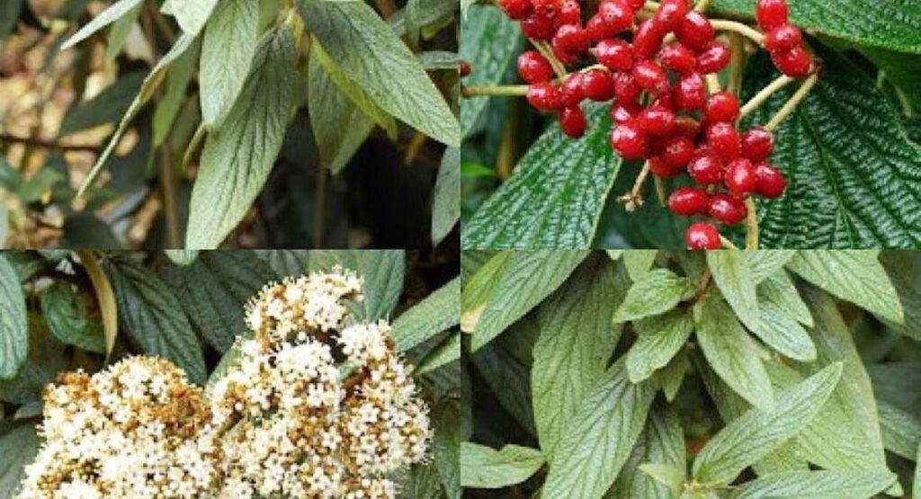 What Does Viburnum Look Like? Identifying Viburnum Varieties