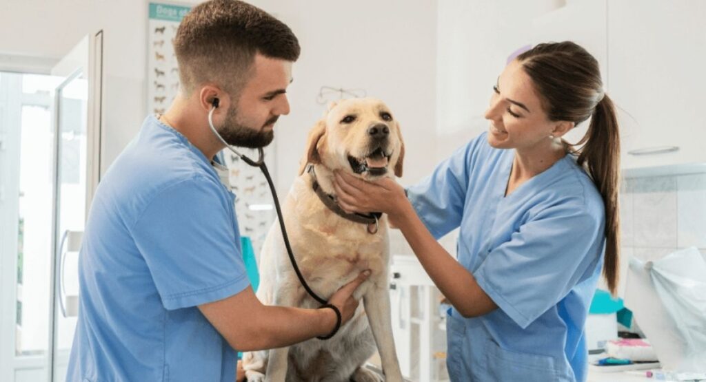 Prioritize Preventive Veterinary Care