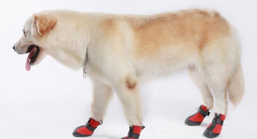Features to Look for in Quality Dog Boots