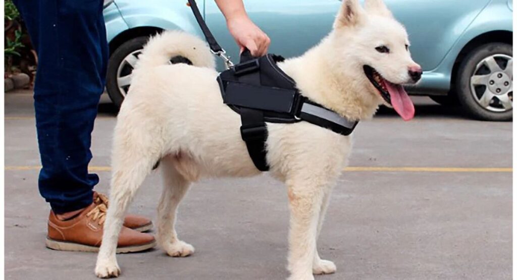 How Does a Service Animal for Autism Help?