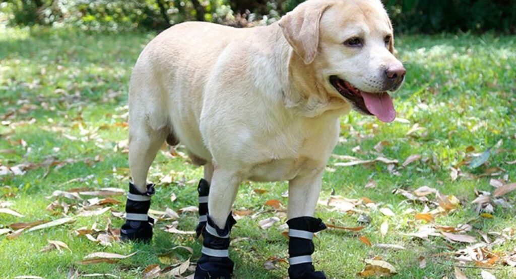 When to Use Dog Boots